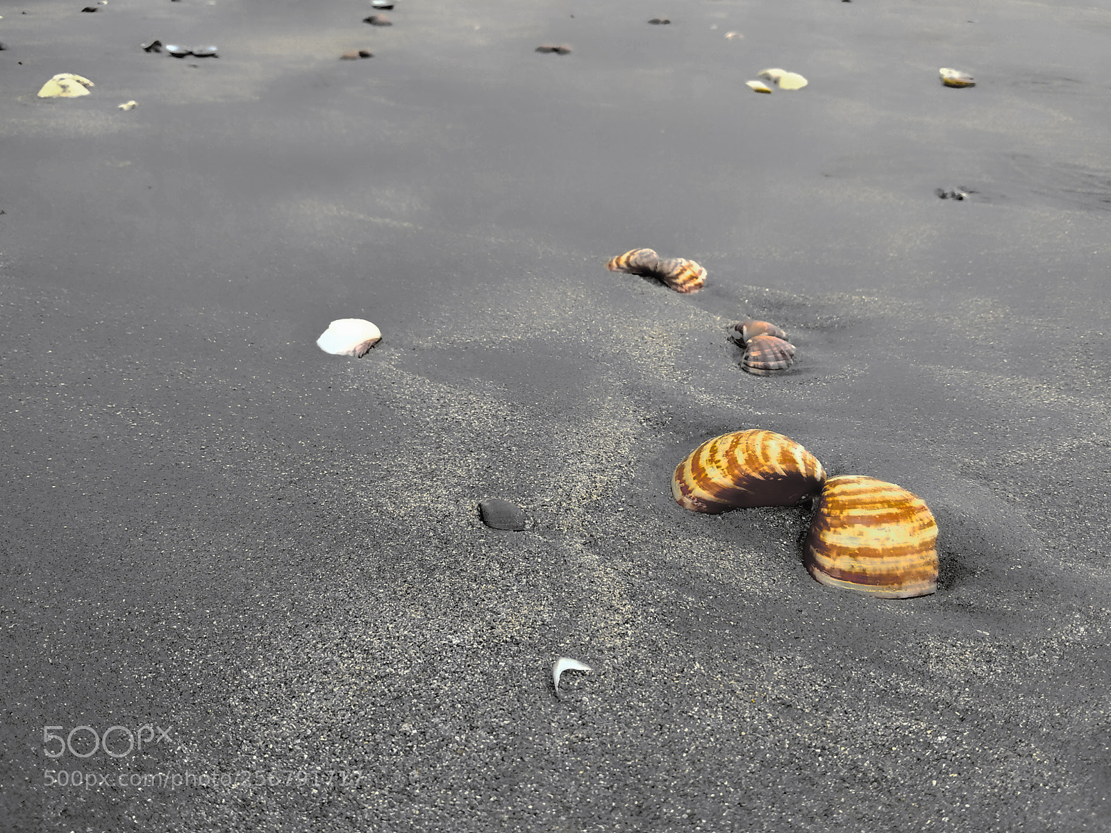 Xiaomi Redmi Note 5A sample photo. !shells! photography