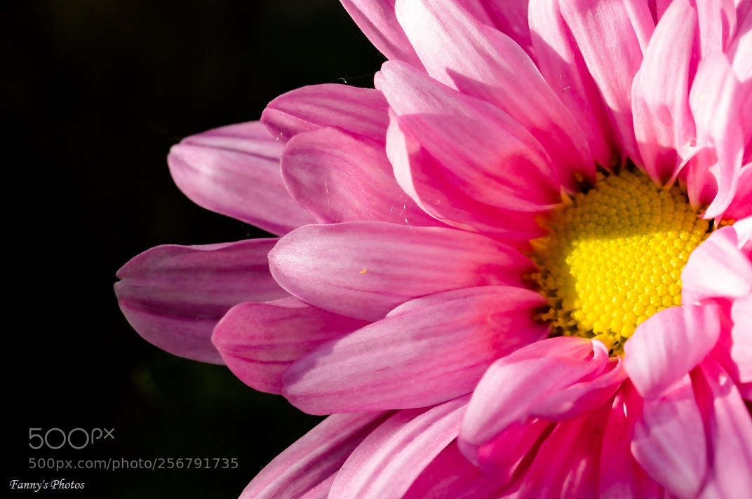 Nikon D300S sample photo. Marguerite rose photography
