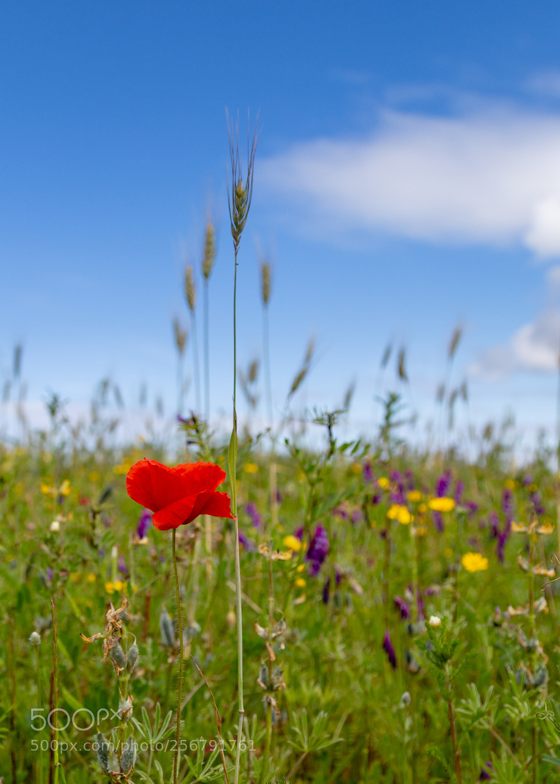 Canon EOS 6D sample photo. Spring! photography