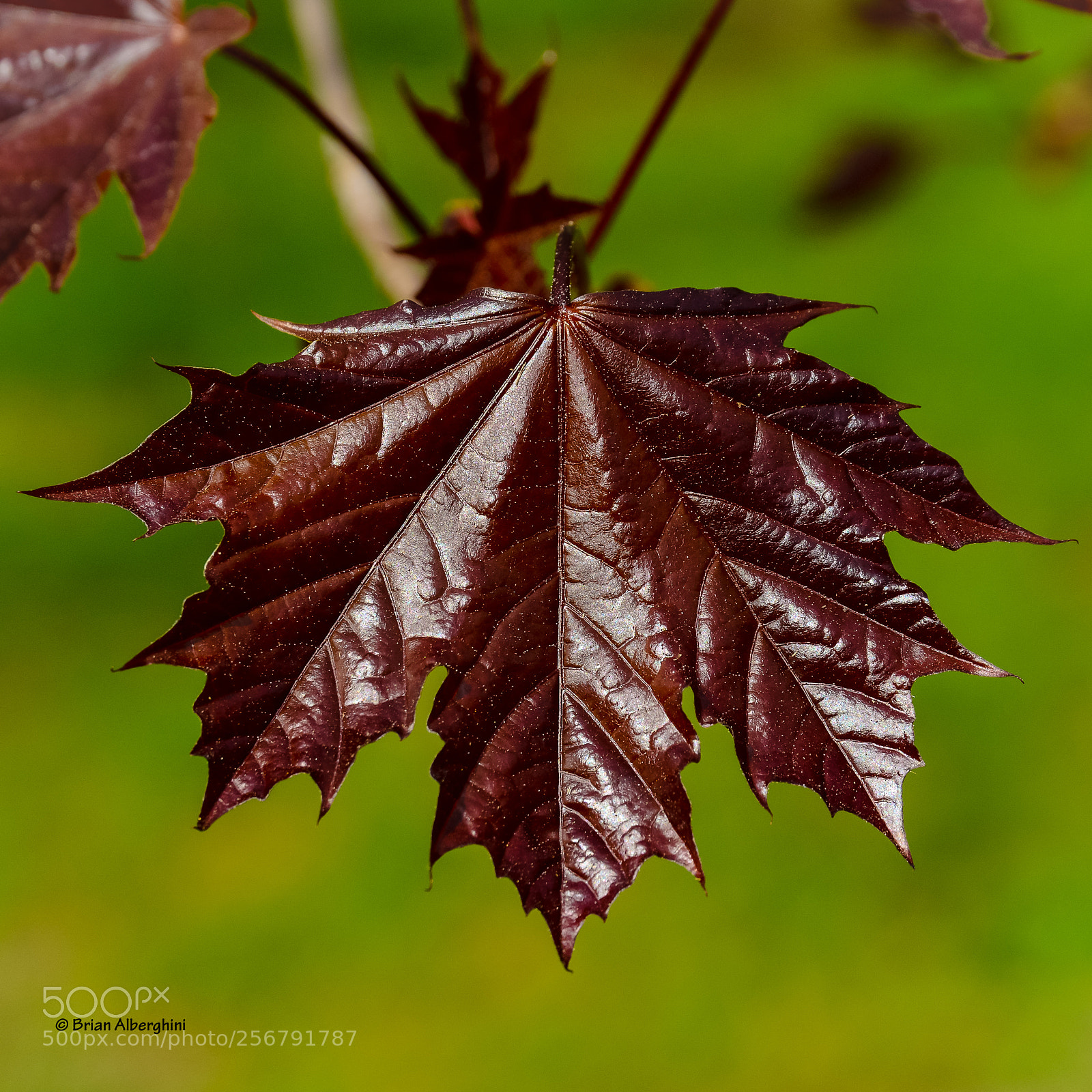 Nikon D7100 sample photo. Red maple leaf #2 photography