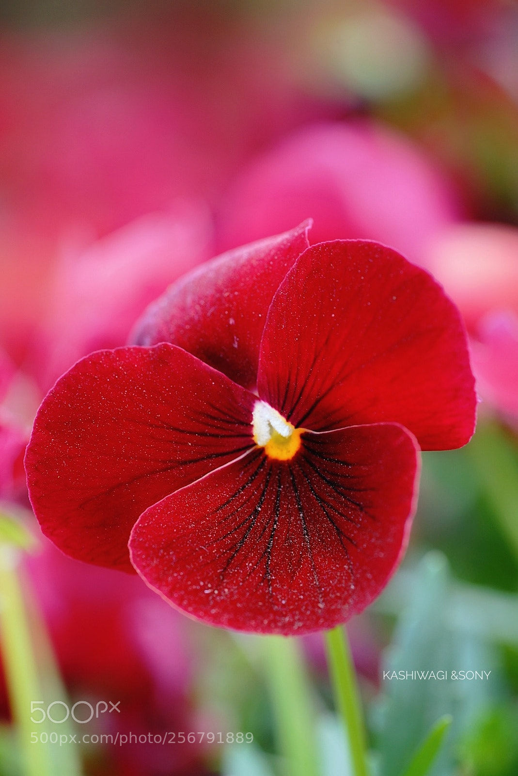 Sony a7 II sample photo. Viola gorgeously photography