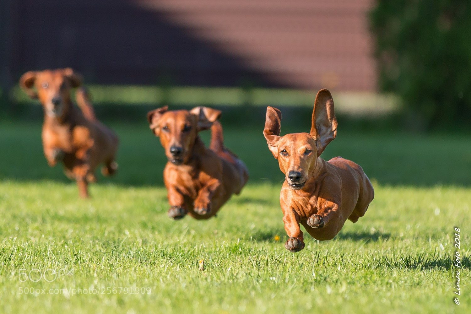 Canon EOS-1D X sample photo. Run run as fast photography