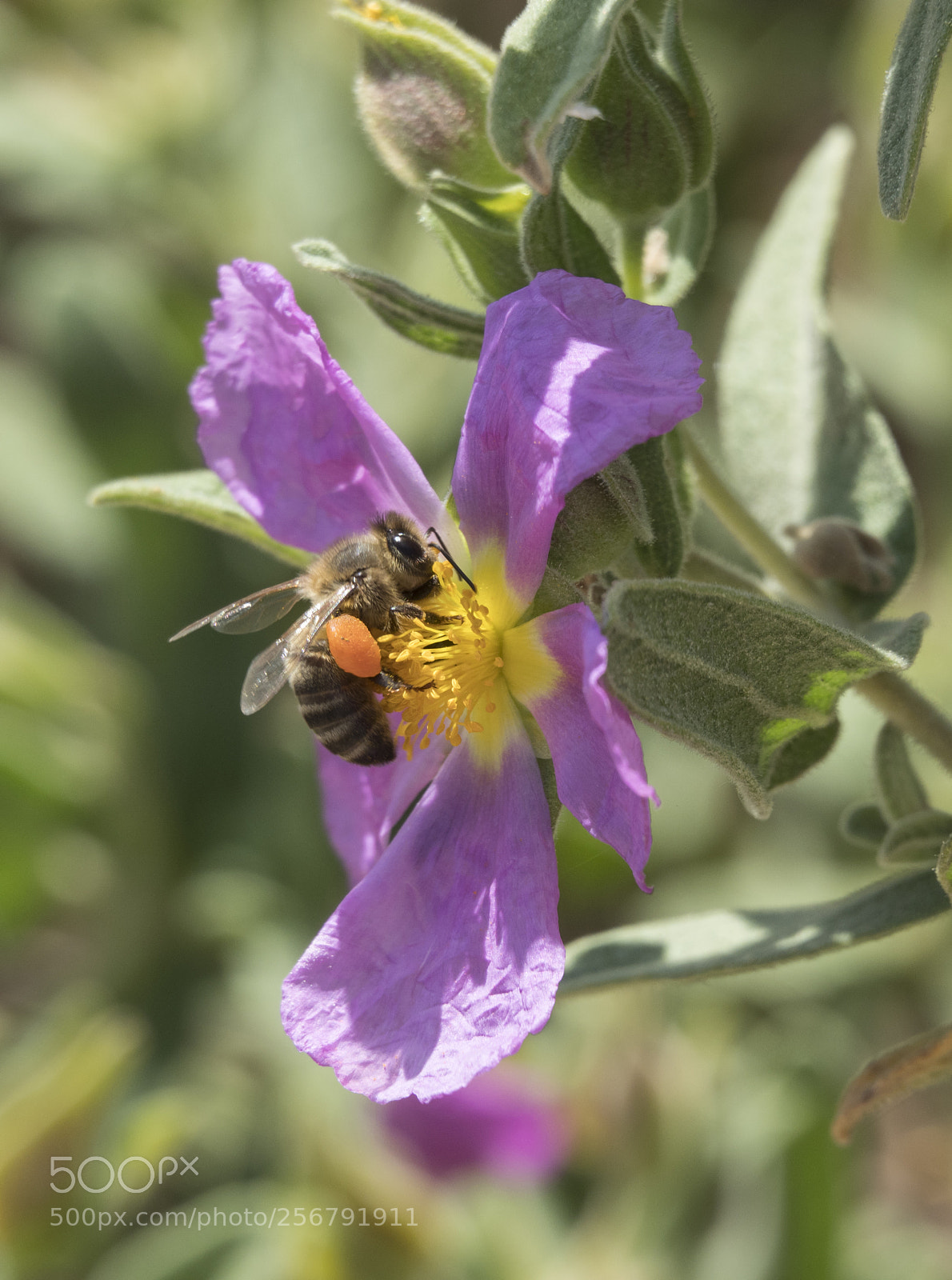 Olympus OM-D E-M1 Mark II sample photo. Bee. photography