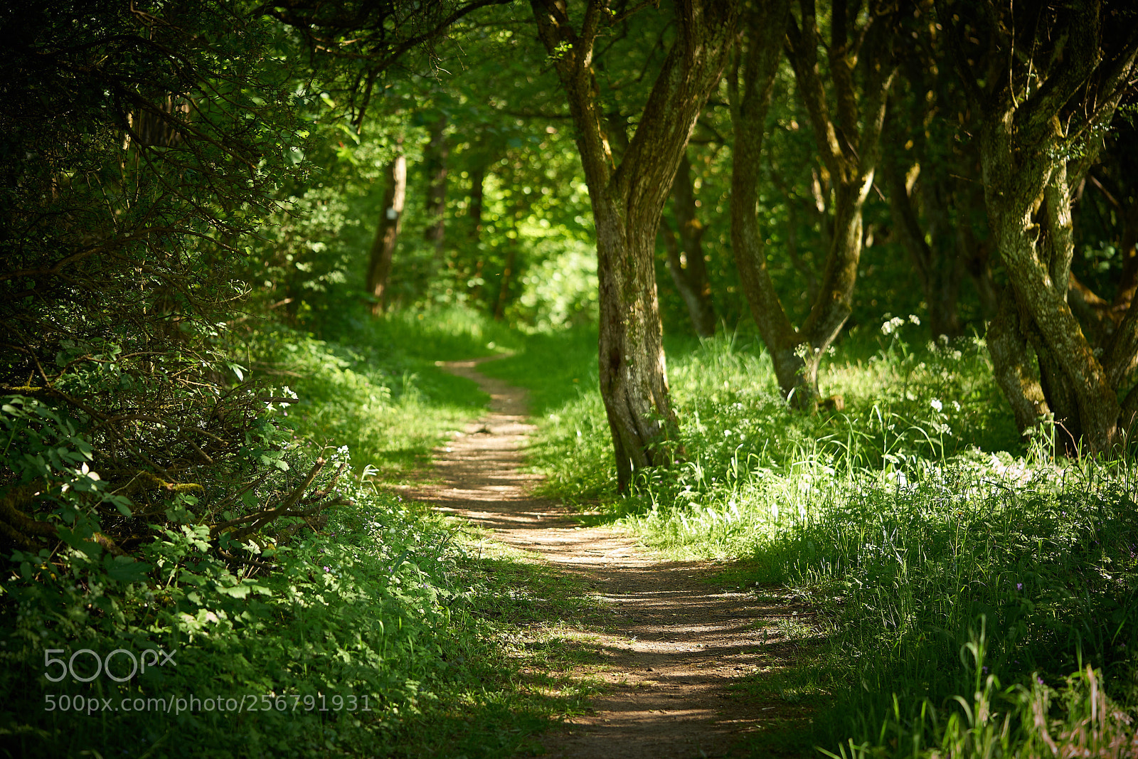 Sony a7R II sample photo. Forest path photography