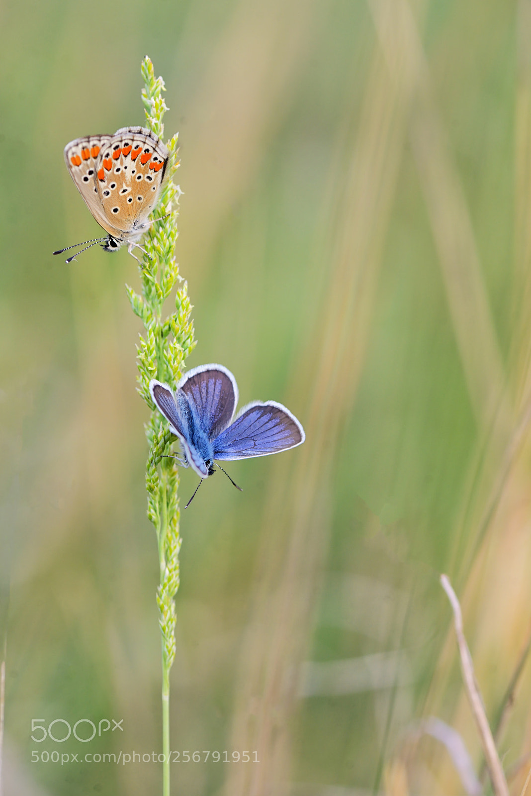 Nikon D610 sample photo. Butterfly on field photography