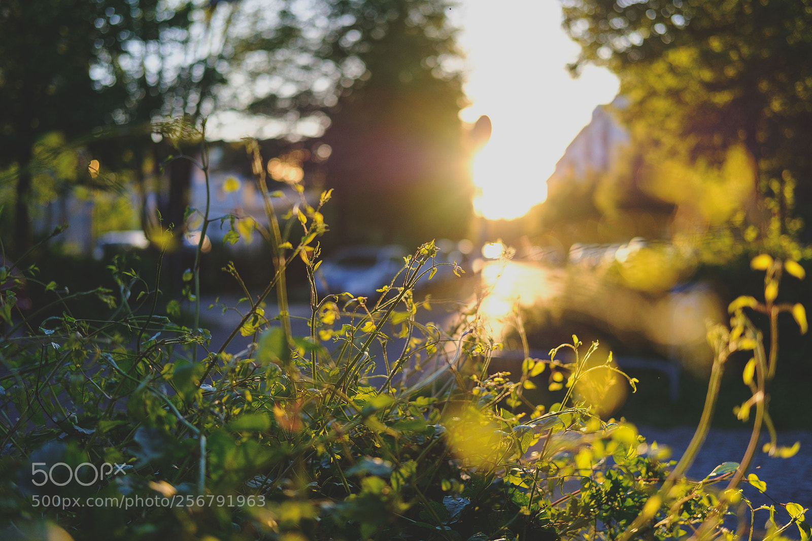 Fujifilm X-T20 sample photo. Kleine wunder an jeder photography