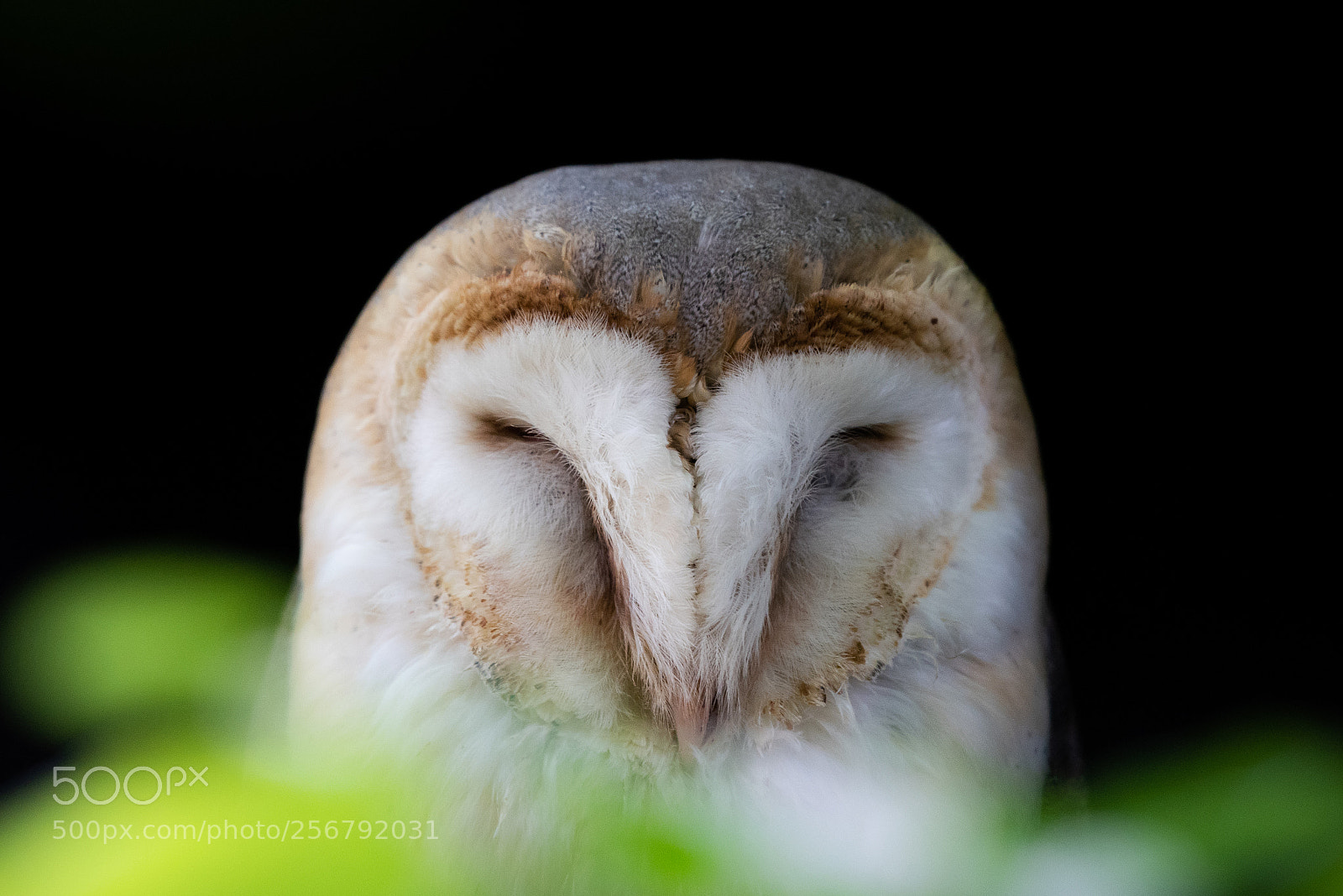 Nikon D810 sample photo. Common barn owl photography