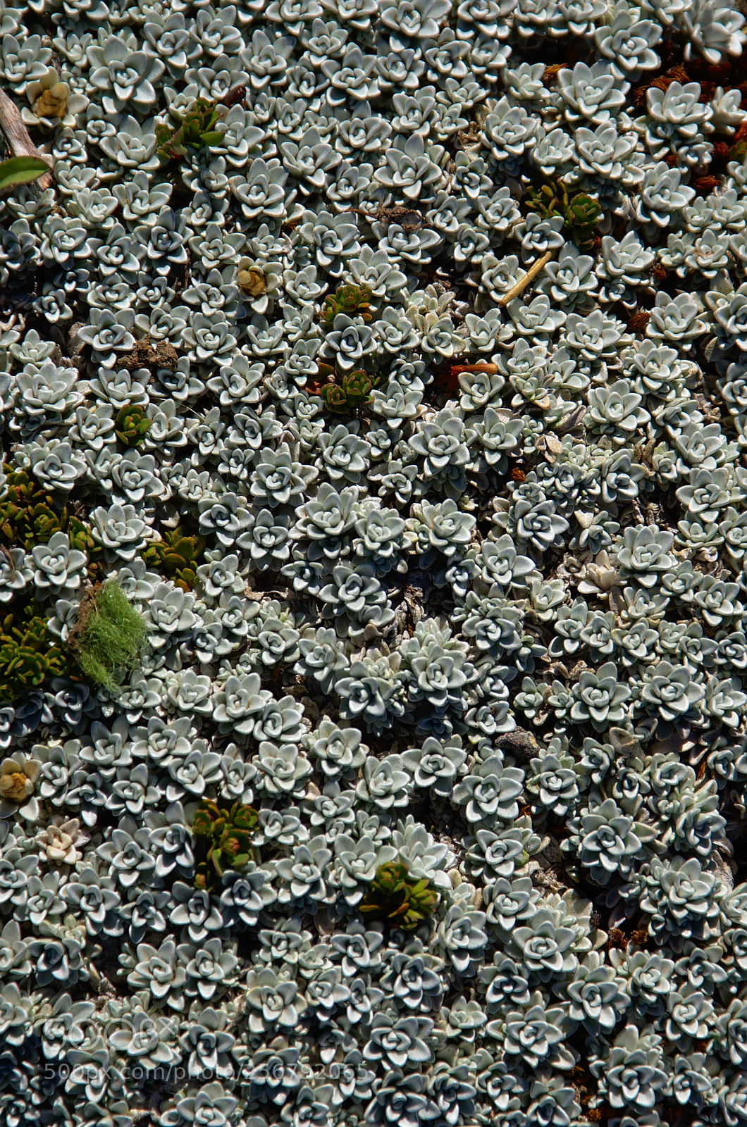 Nikon D7000 sample photo. Texturas photography