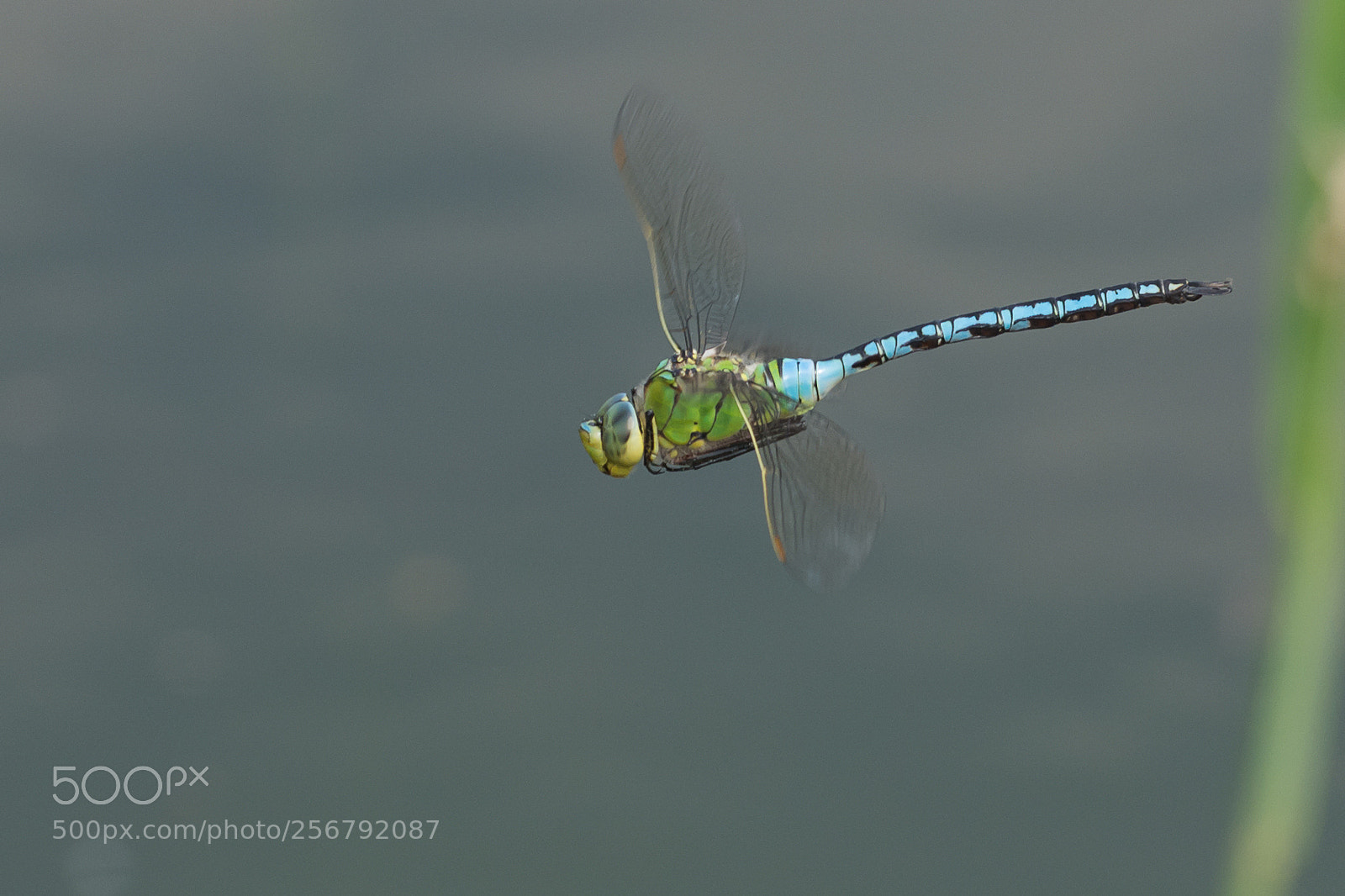 Nikon D7100 sample photo. Anax imperator photography