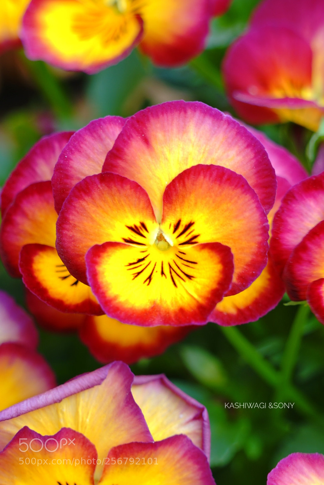 Sony a7 II sample photo. Viola gorgeously photography