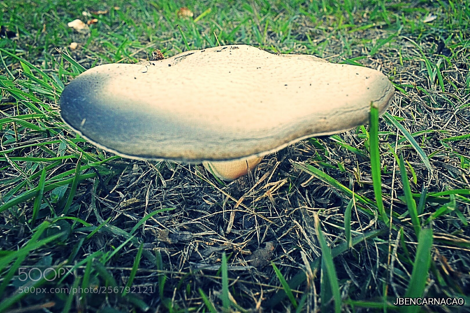 Nikon D5600 sample photo. Mushroom photography