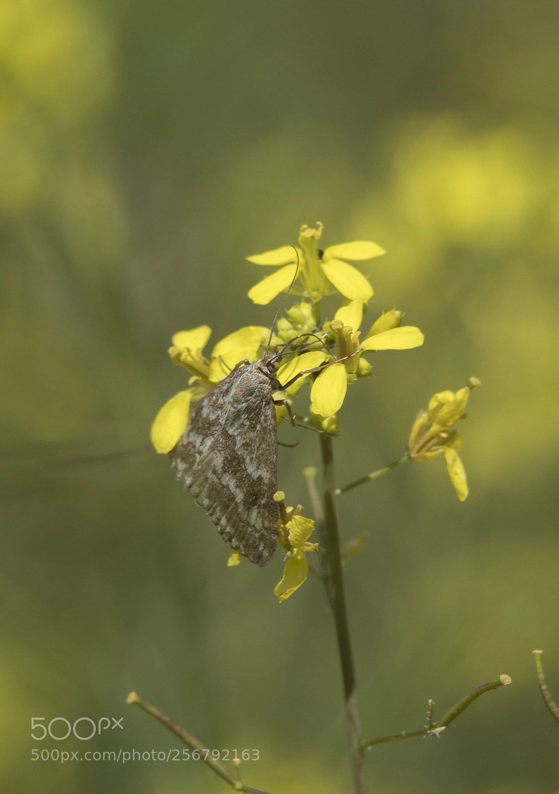 Olympus OM-D E-M1 Mark II sample photo. Little moth. photography