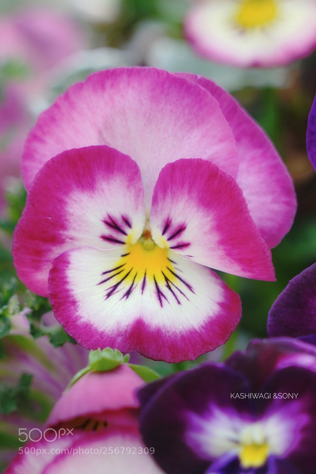 Sony a7 II sample photo. Viola gorgeously photography