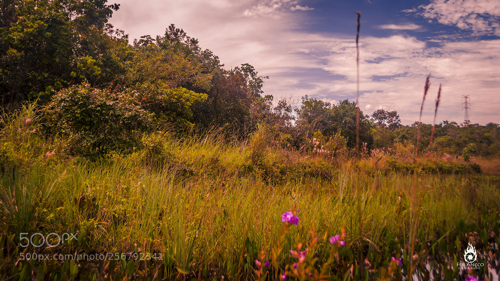 Nikon D5100 sample photo. Ccpiu - uberl ndia photography
