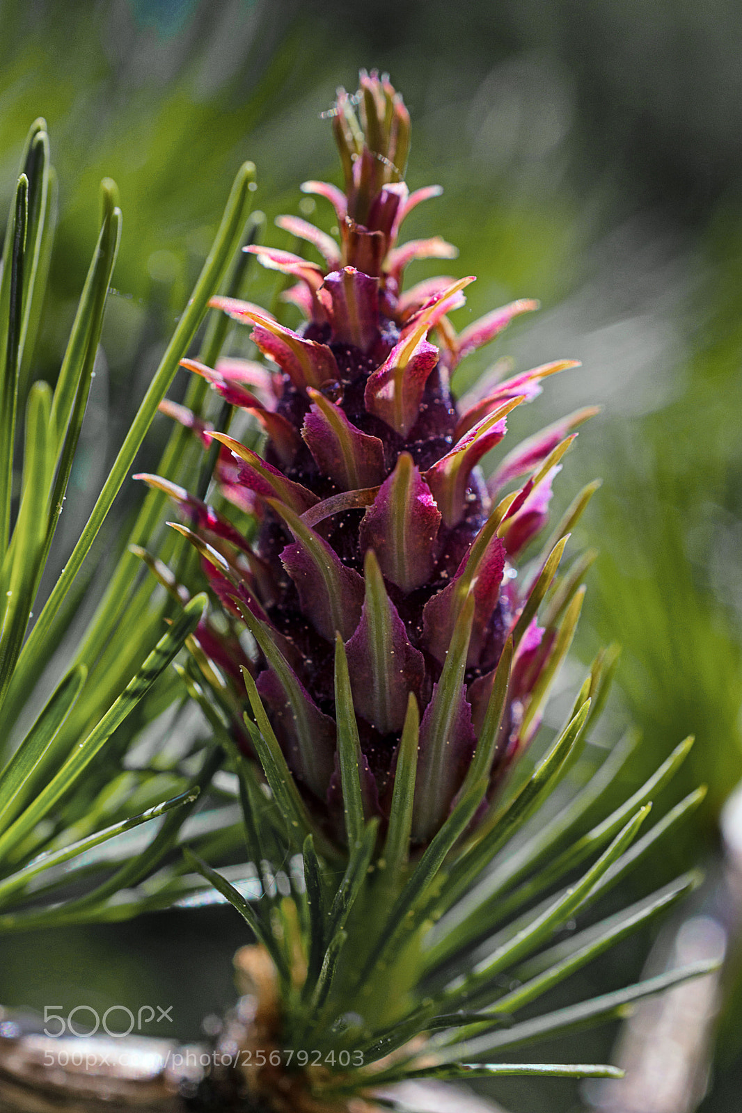 Nikon D7200 sample photo. Lärchenblüte photography