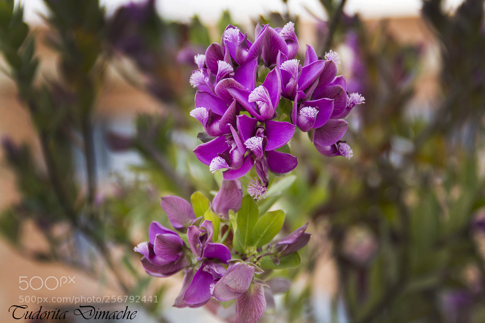 Nikon D7100 sample photo. Elegance photography