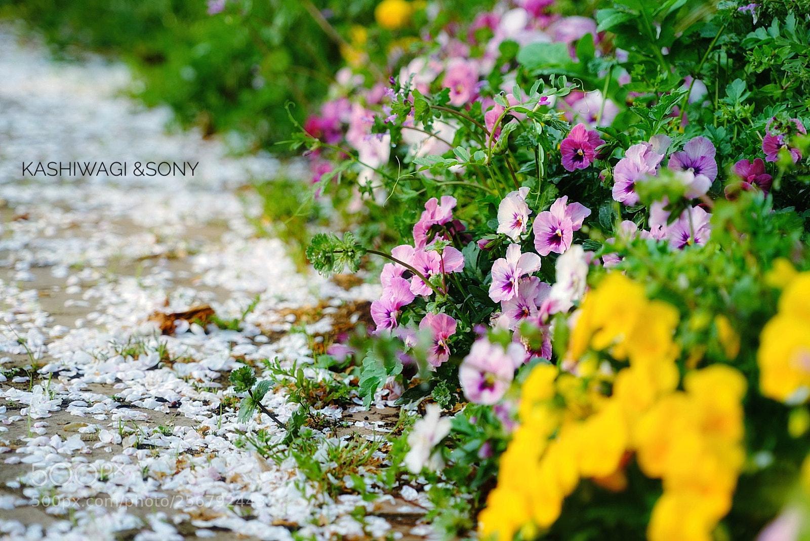 Sony a7 II sample photo. Viola gorgeously photography