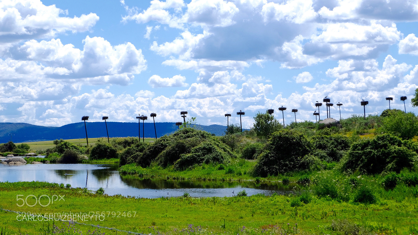 Fujifilm X-T10 sample photo. Nidos de cig e photography