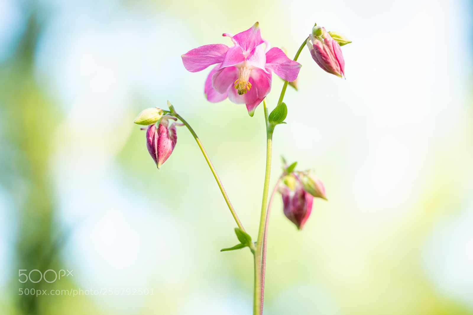 Sony a7R II sample photo. Aquilegia photography