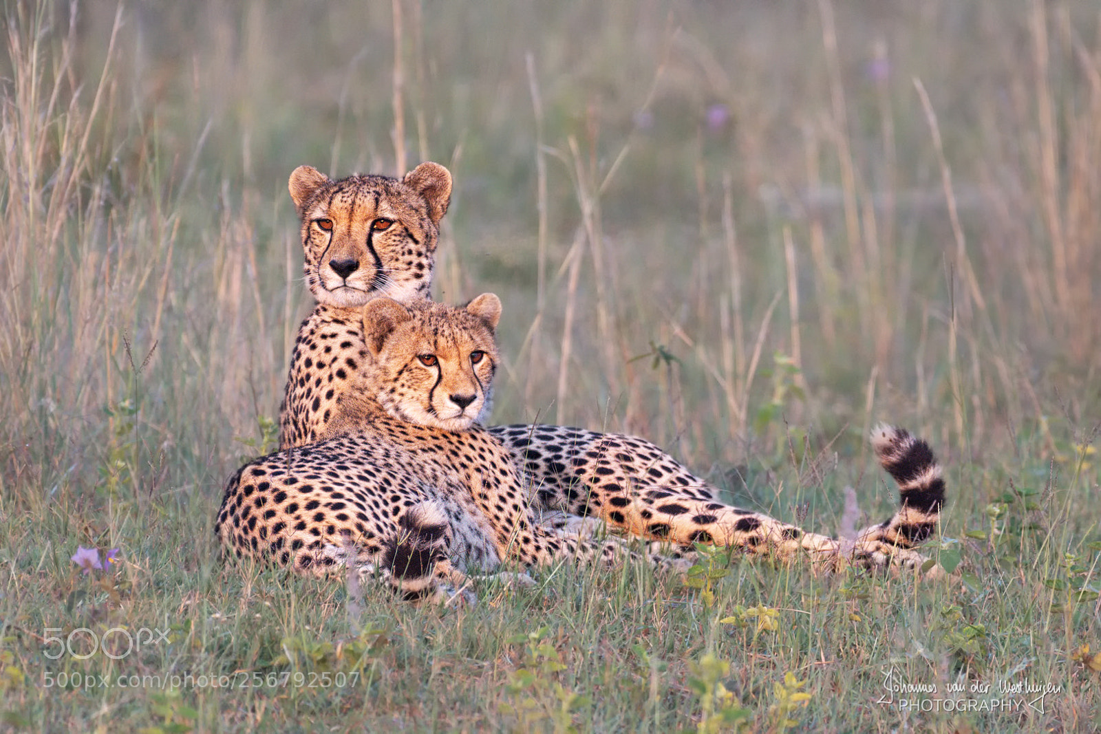 Nikon D500 sample photo. Cheetah female and cub photography