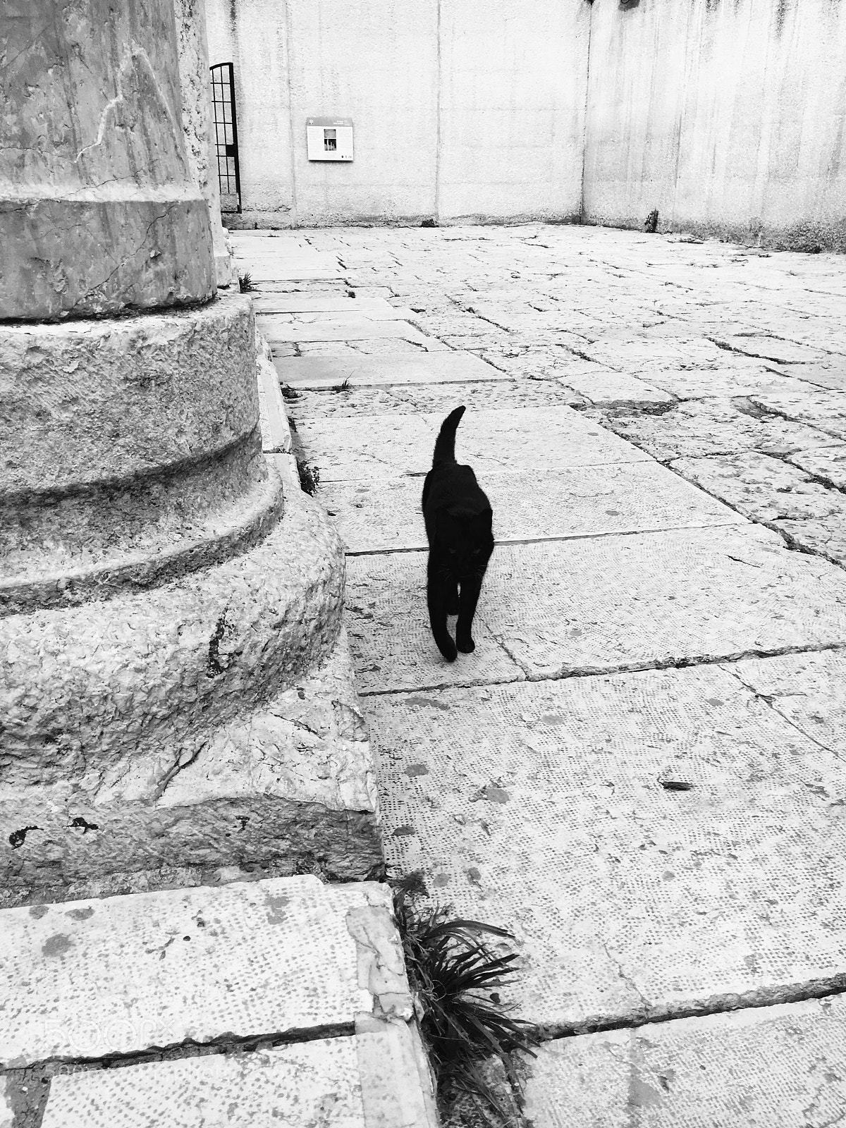 Apple iPhone 6s sample photo. Cats of jerusalem  photography