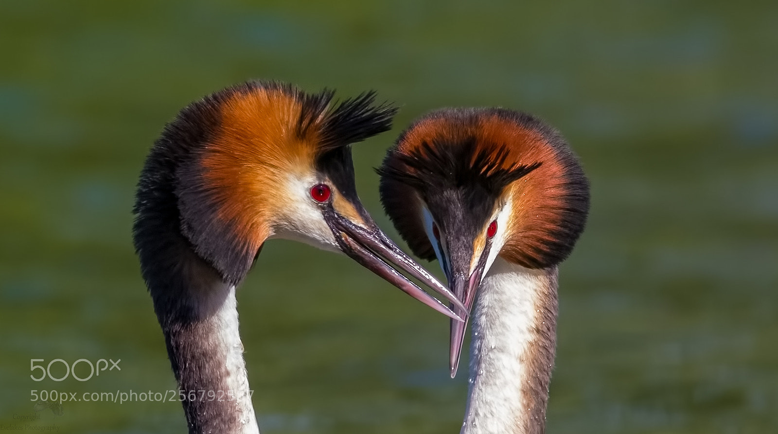 Canon EOS 7D Mark II sample photo. Grebes close up photography