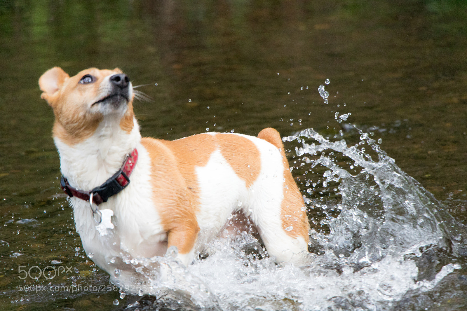 Canon EOS 760D (EOS Rebel T6s / EOS 8000D) sample photo. Bruno the jack russell photography
