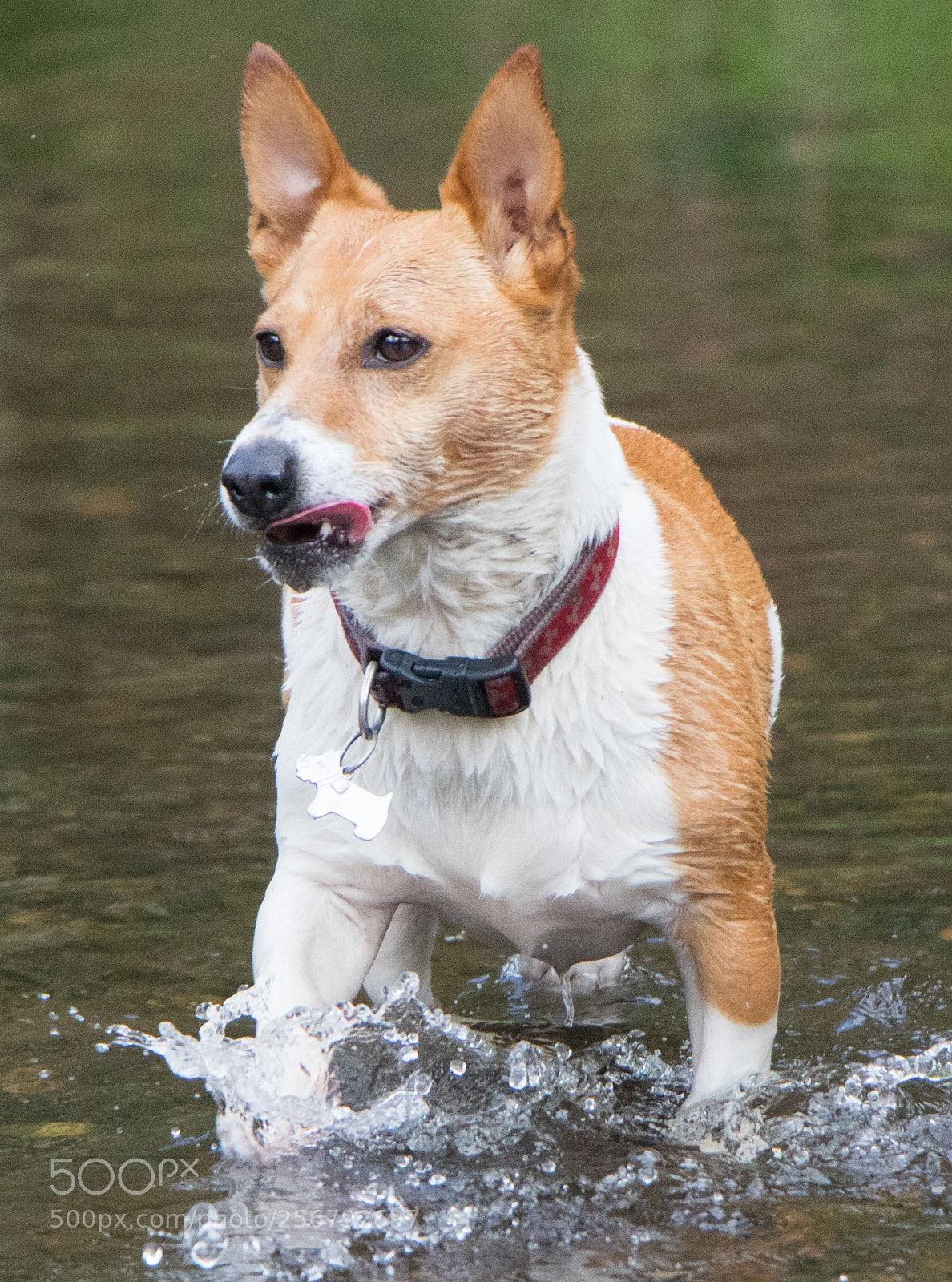 Canon EOS 760D (EOS Rebel T6s / EOS 8000D) sample photo. Bruno the jack russel photography