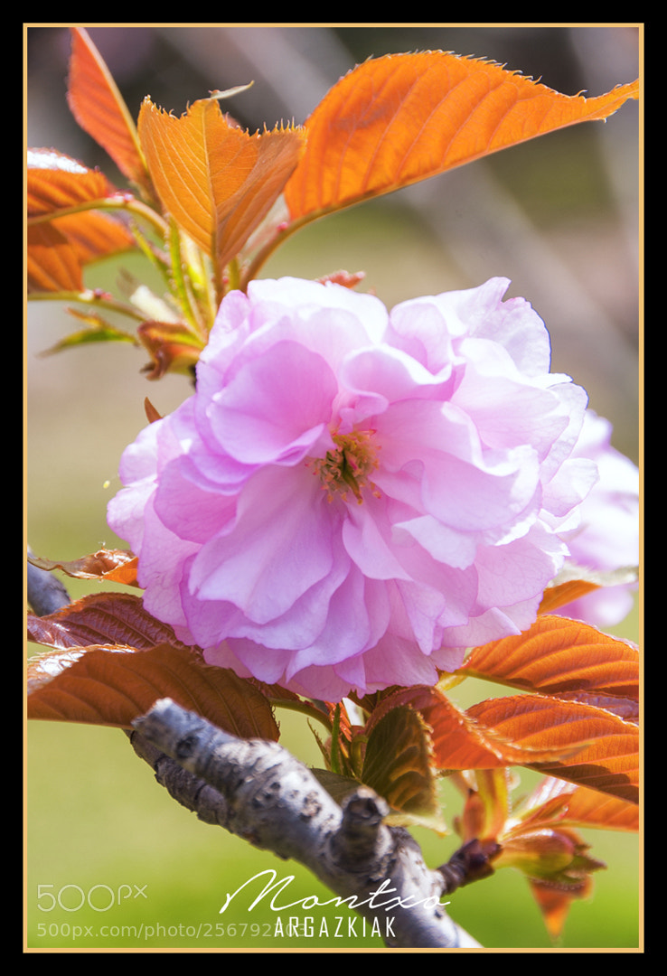 Nikon D700 sample photo. Flower photography