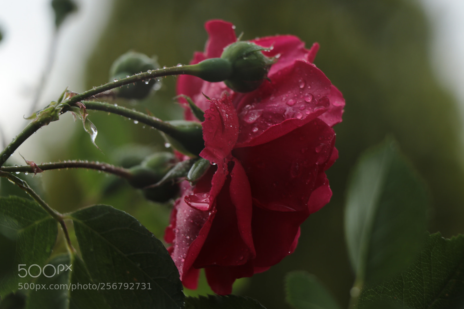 Canon EOS 80D sample photo. Rose and bud photography