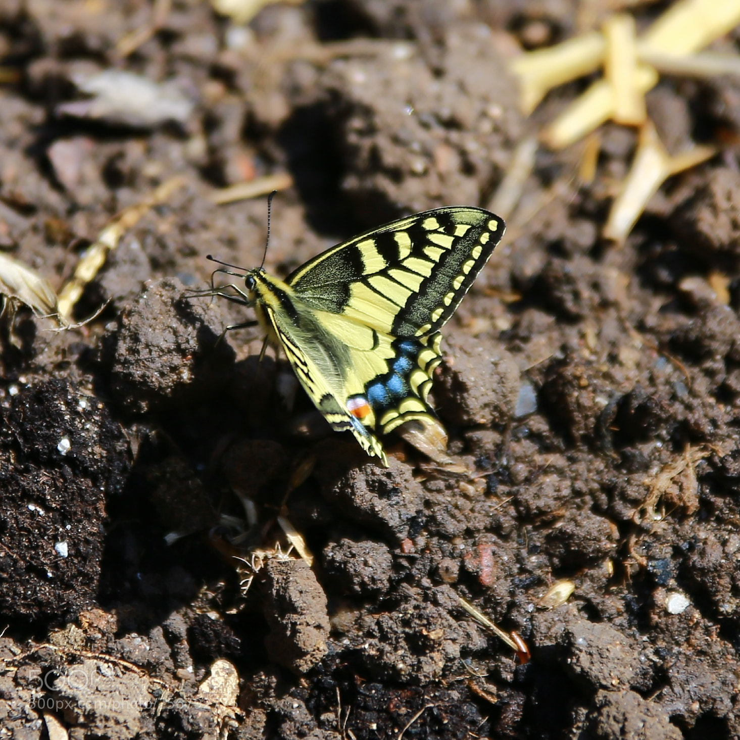 Canon EOS 6D sample photo. Schwalbenschwanz photography