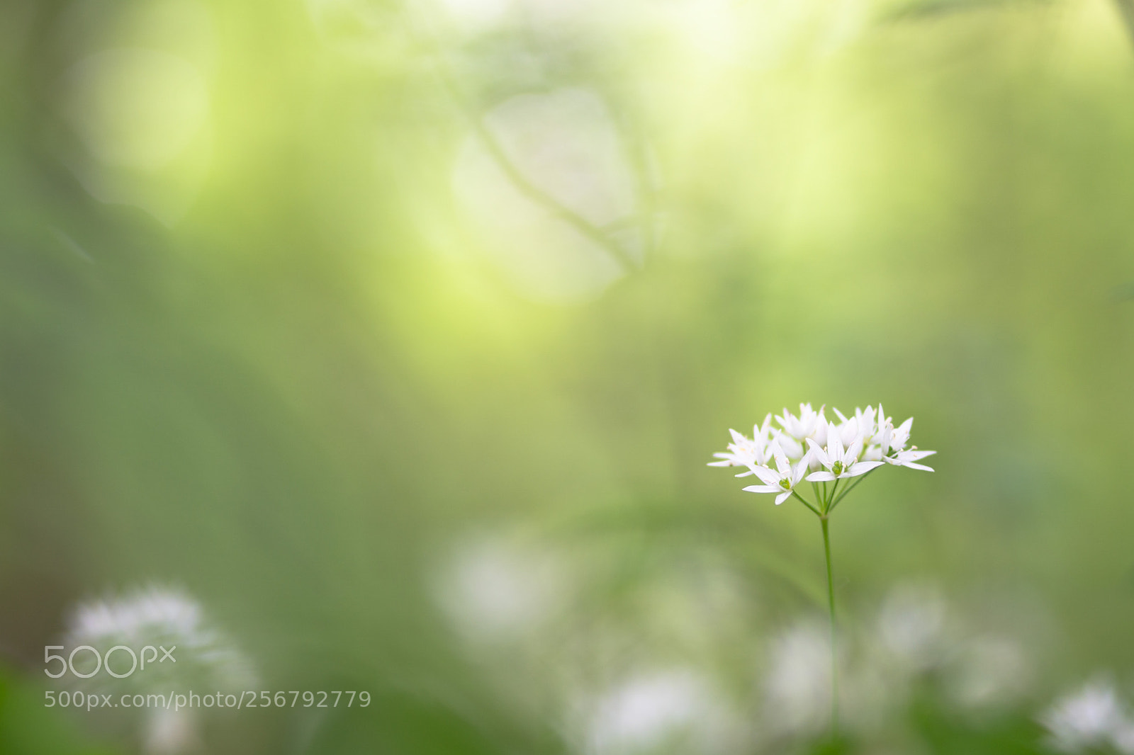 Sony a6500 sample photo. Wild garlic photography