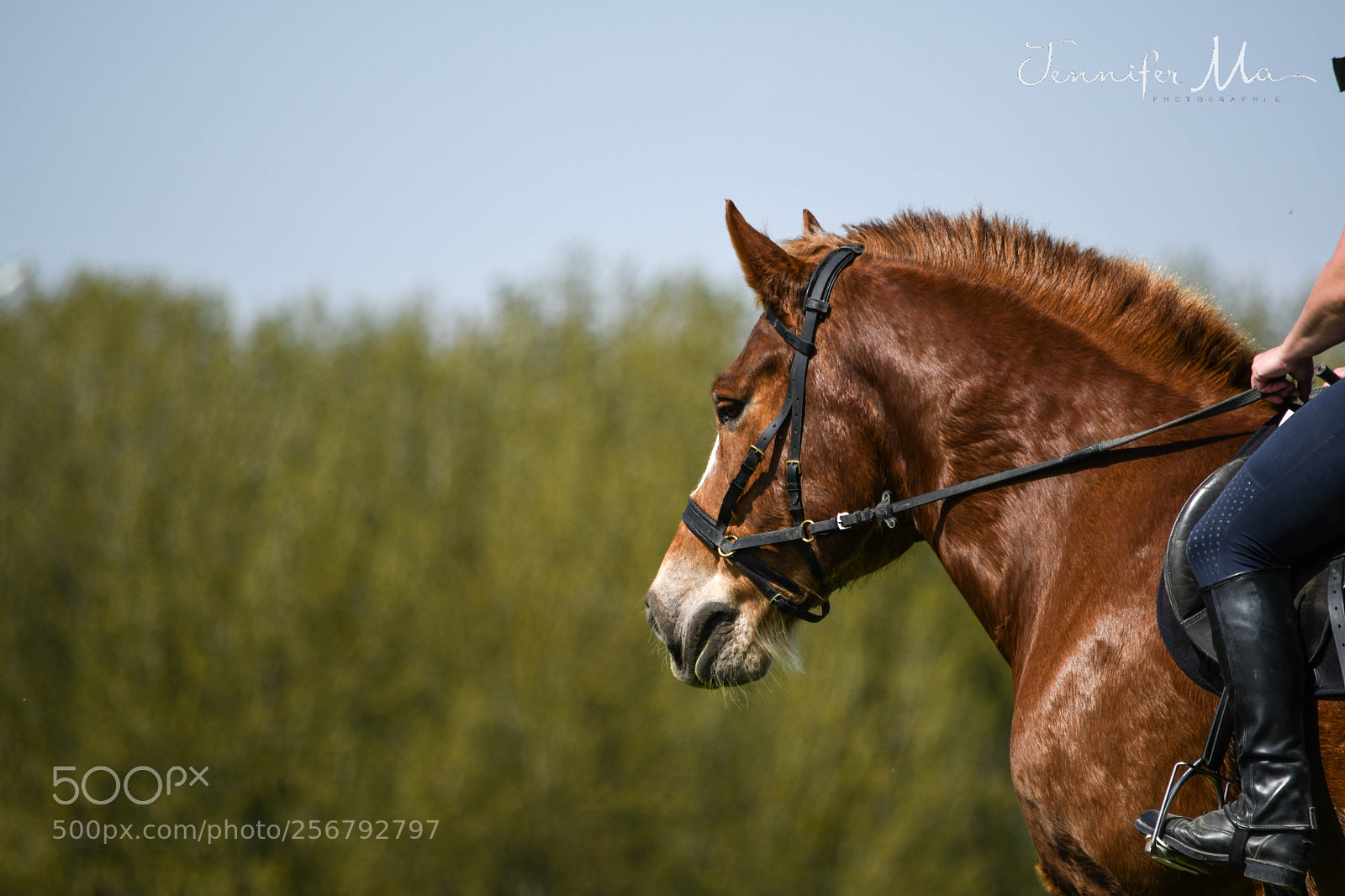Nikon D7500 sample photo. Ride a horse photography