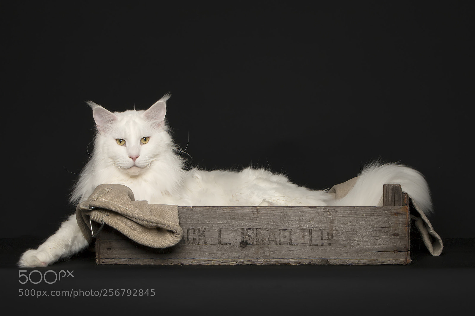 Canon EOS 70D sample photo. Kallisto photography