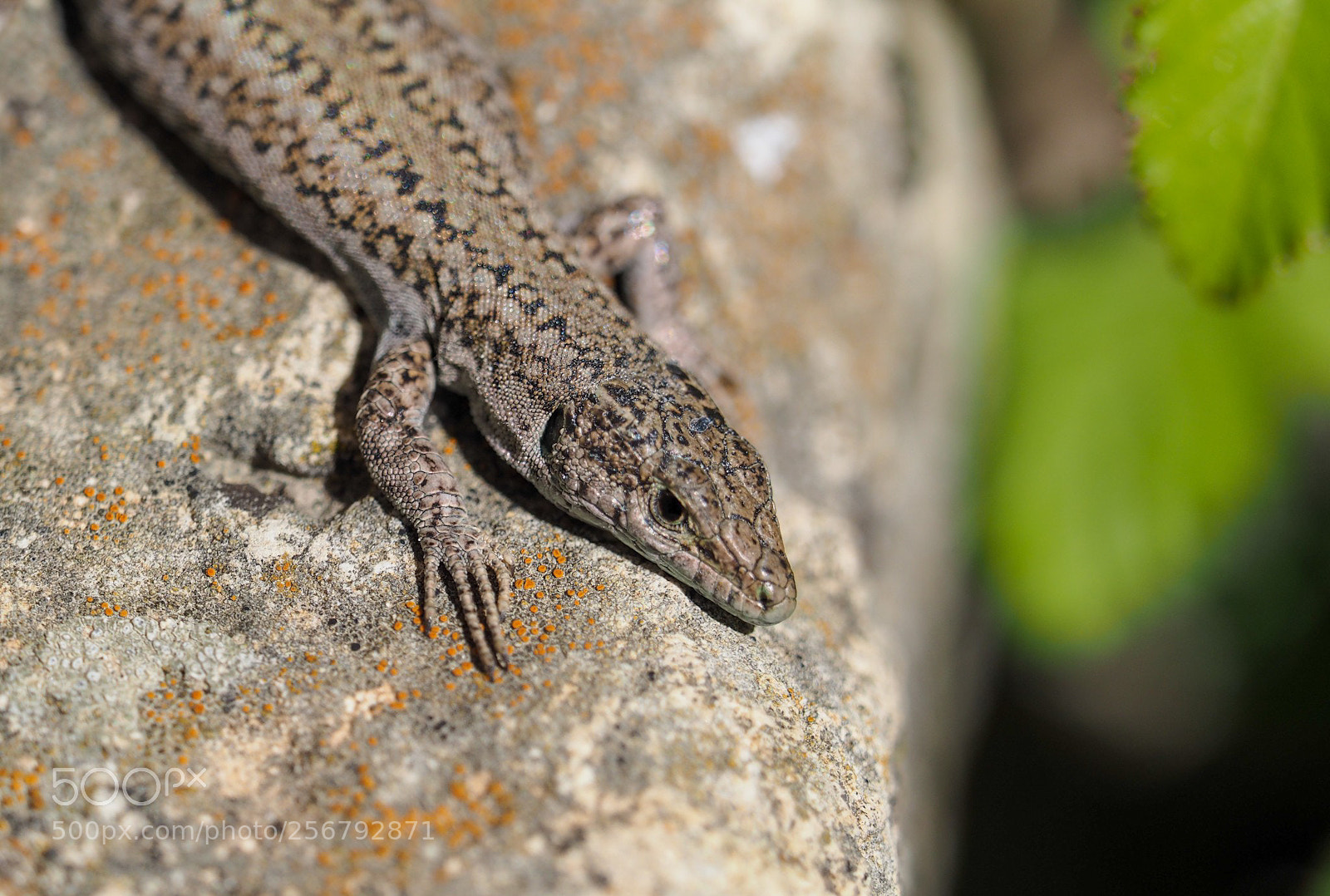 Olympus OM-D E-M1 sample photo. Reptil 2 photography