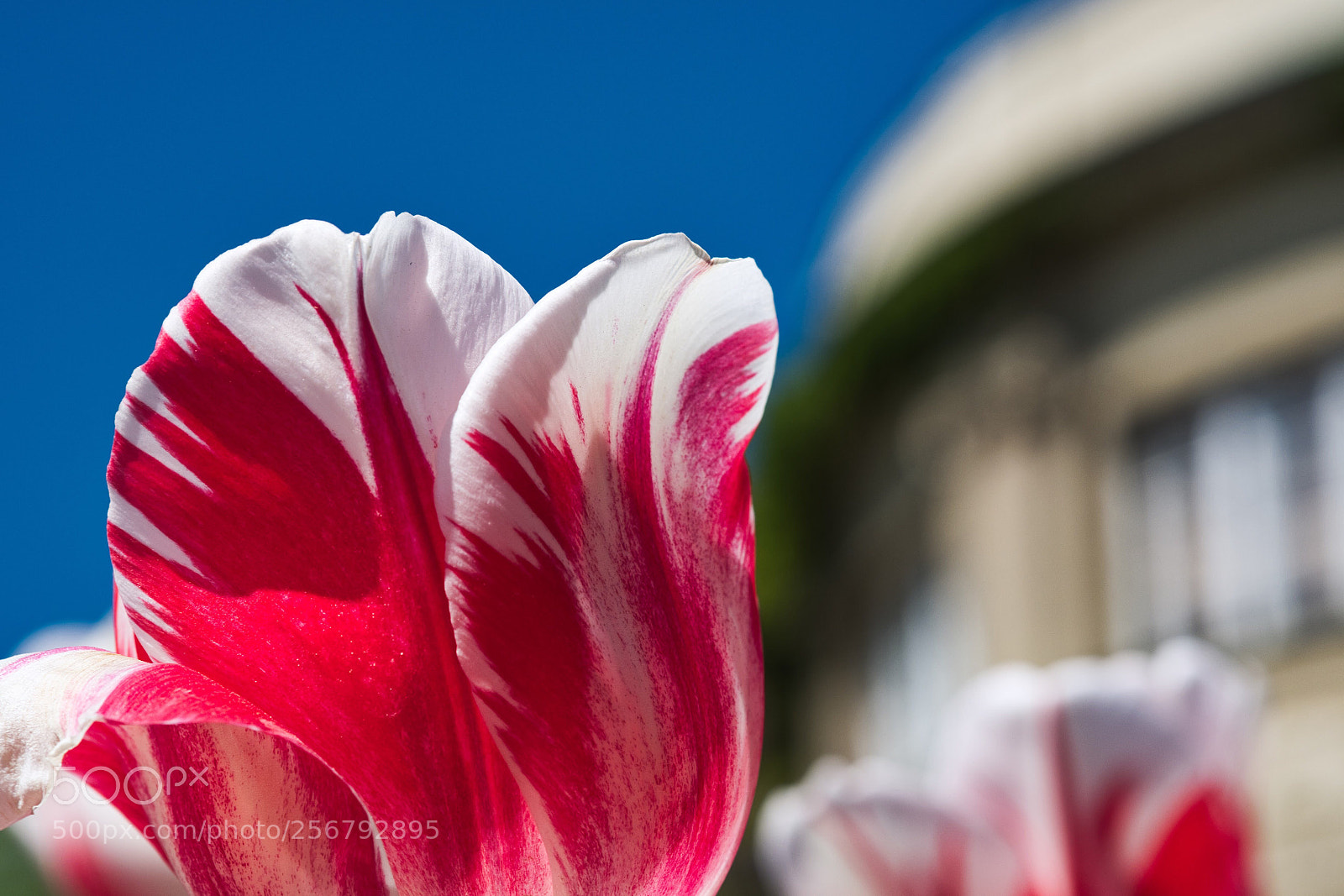 Fujifilm X-T20 sample photo. Sunnytulip photography