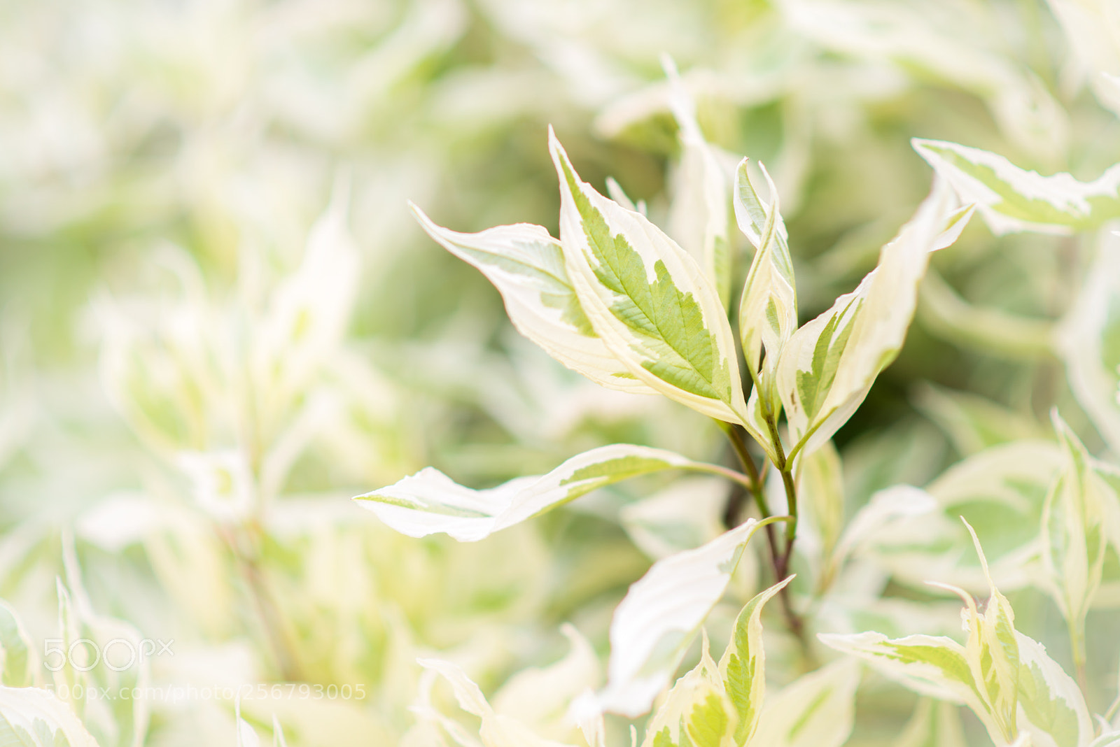 Nikon D800 sample photo. Leaves photography