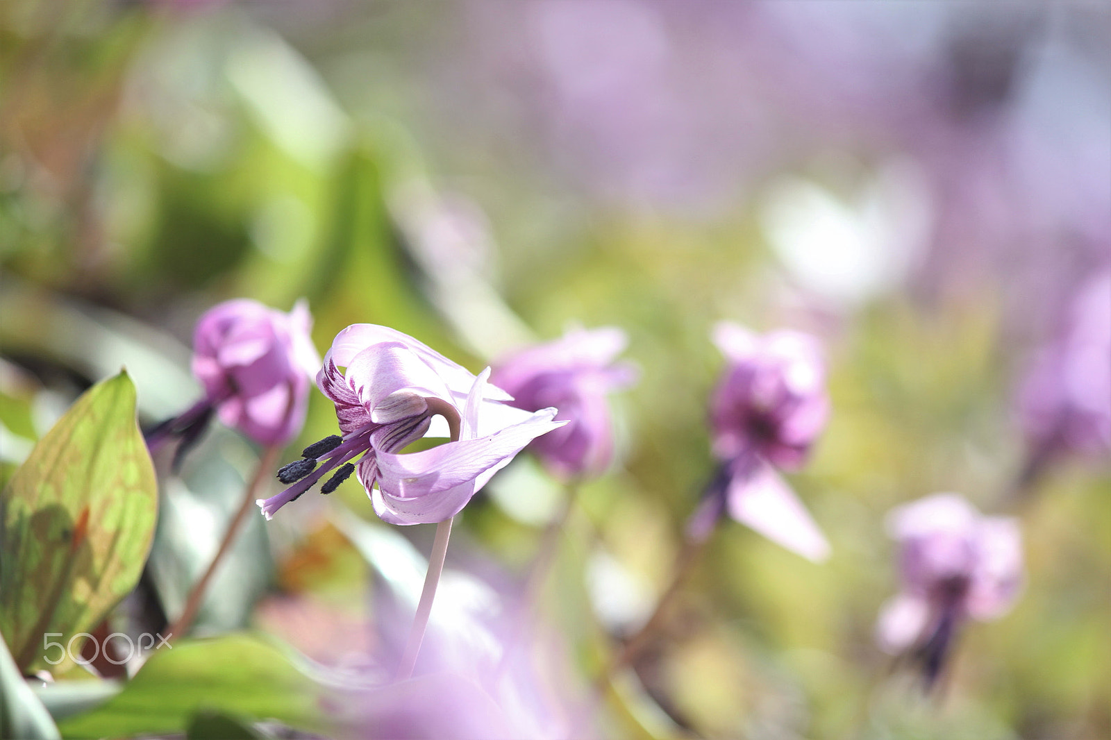 Canon EF-S 55-250mm F4-5.6 IS II sample photo. Spring sunlight photography