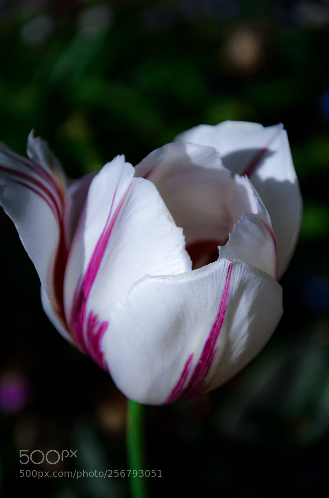 Nikon D7000 sample photo. White tulip photography