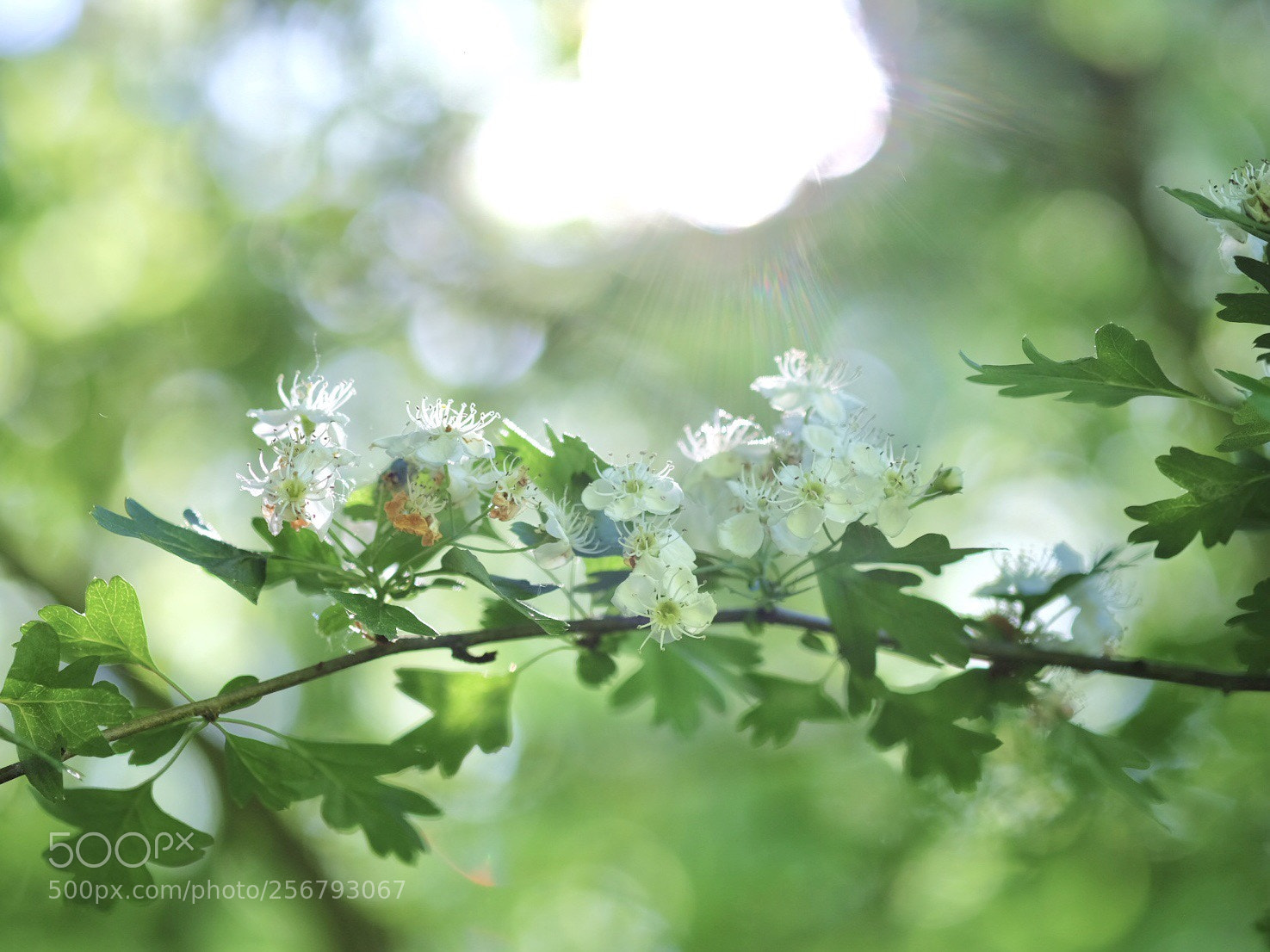 Fujifilm X-T1 sample photo. Cherry blossoms photography