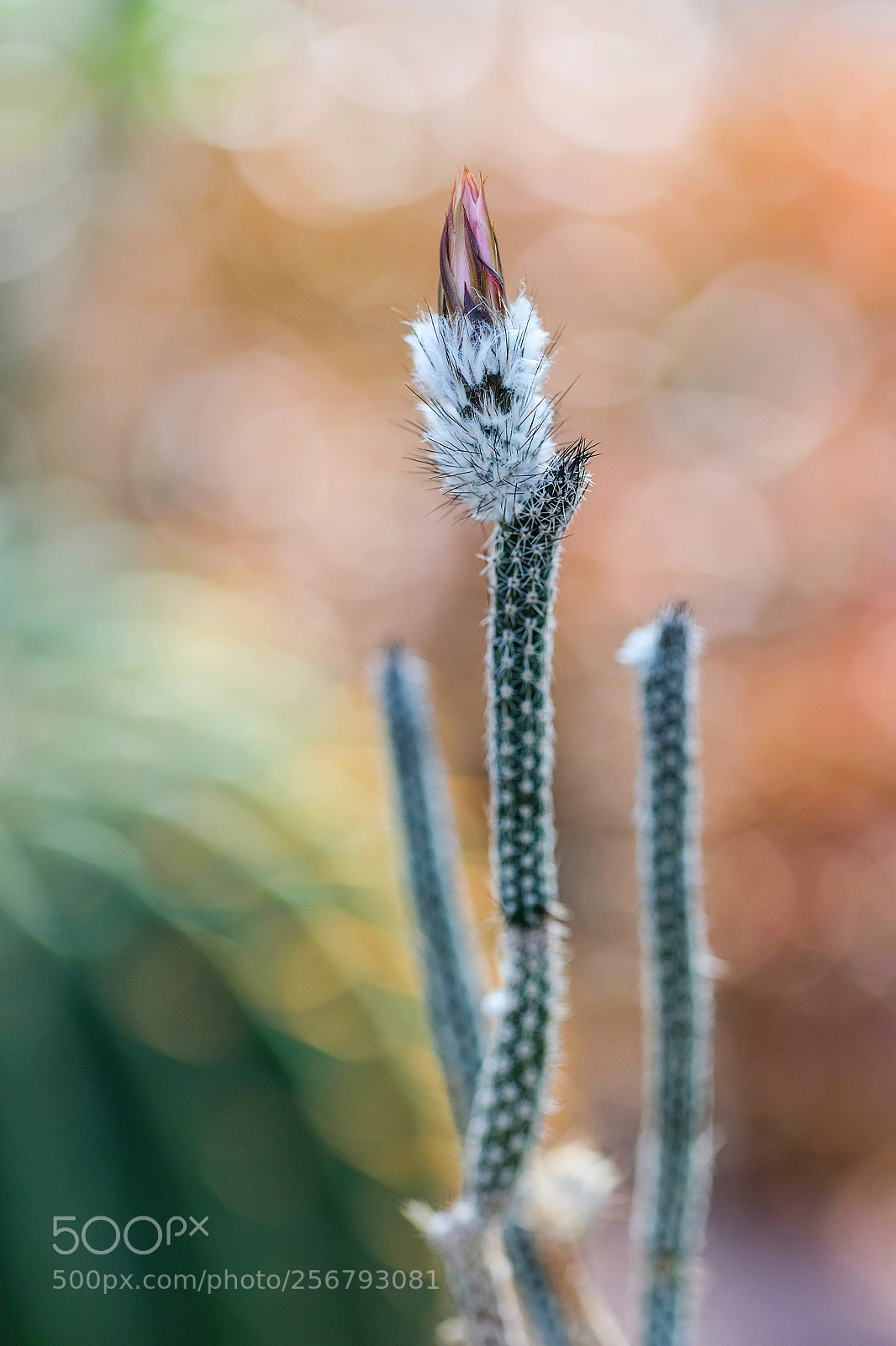 Fujifilm X-E2 sample photo. Cactus photography