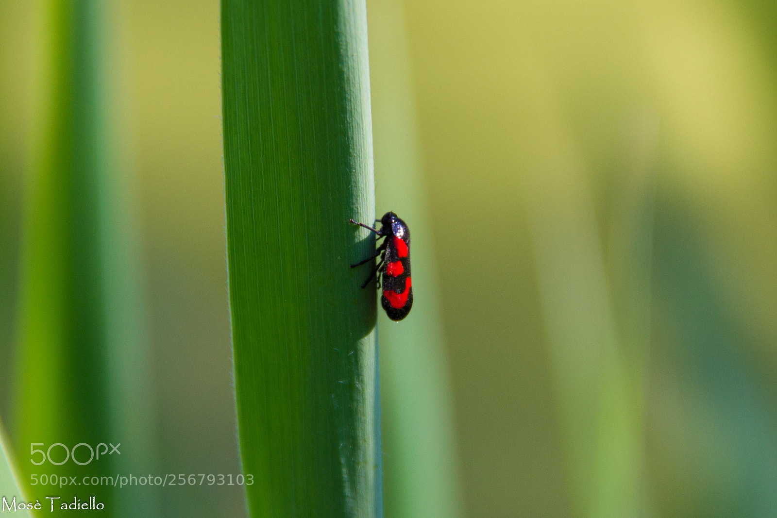 Canon EOS 550D (EOS Rebel T2i / EOS Kiss X4) sample photo. Green....red.... photography