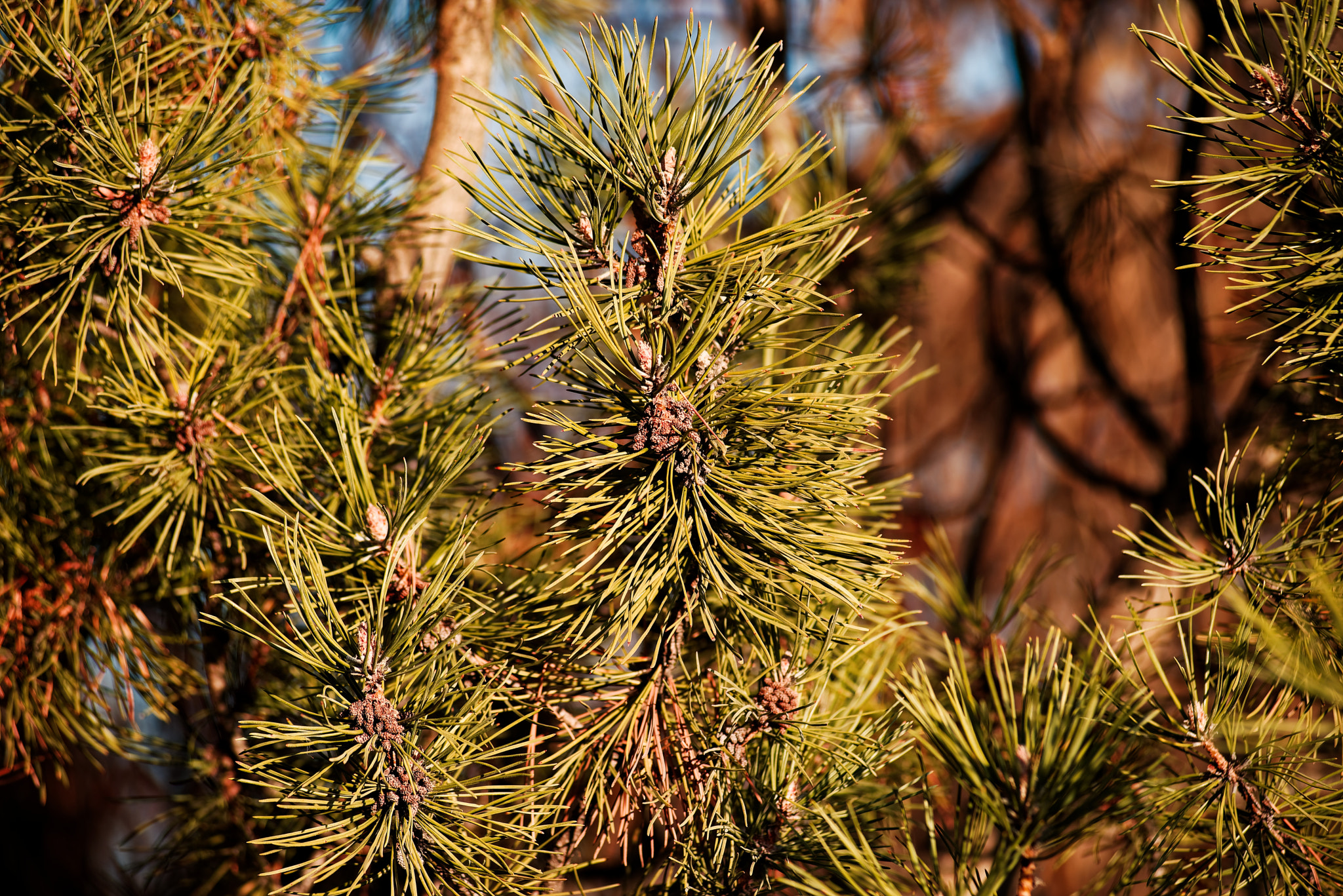 Nikon AF-Nikkor 80-200mm F2.8D ED sample photo. Pine tree photography