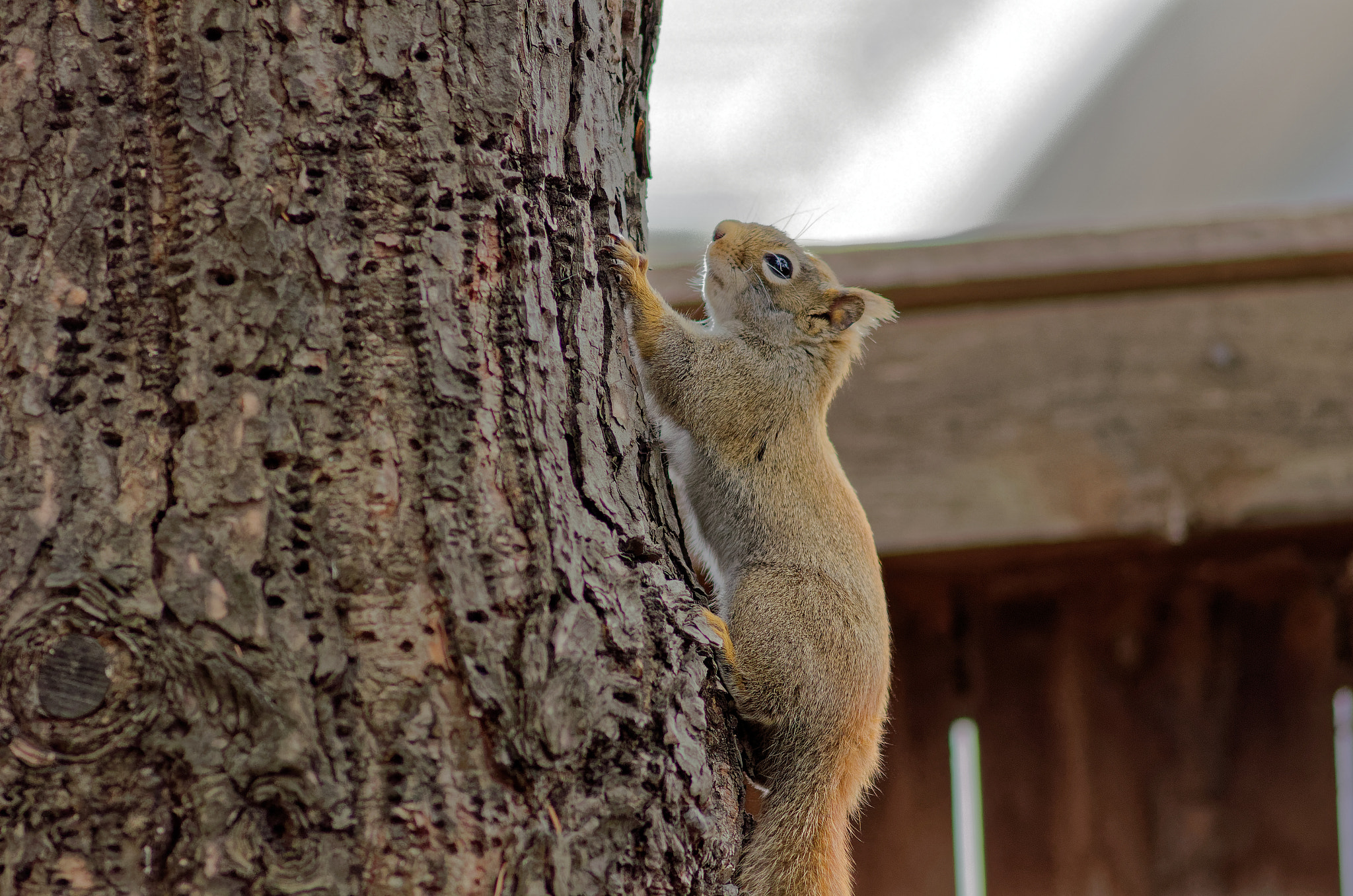 AF Nikkor 300mm f/4 IF-ED sample photo. Red squirrel photography