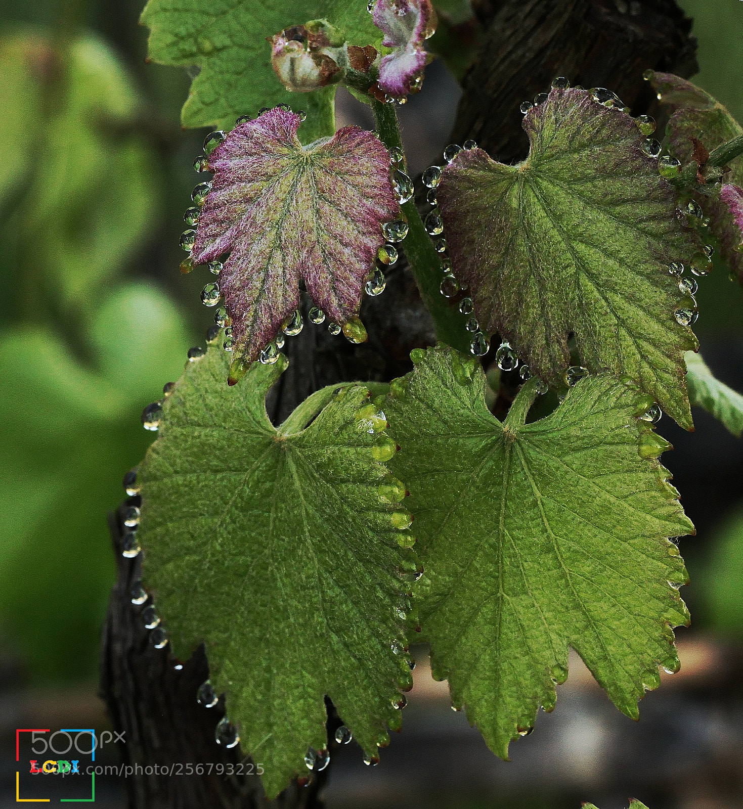 Canon EOS 500D (EOS Rebel T1i / EOS Kiss X3) sample photo. Teardrops photography