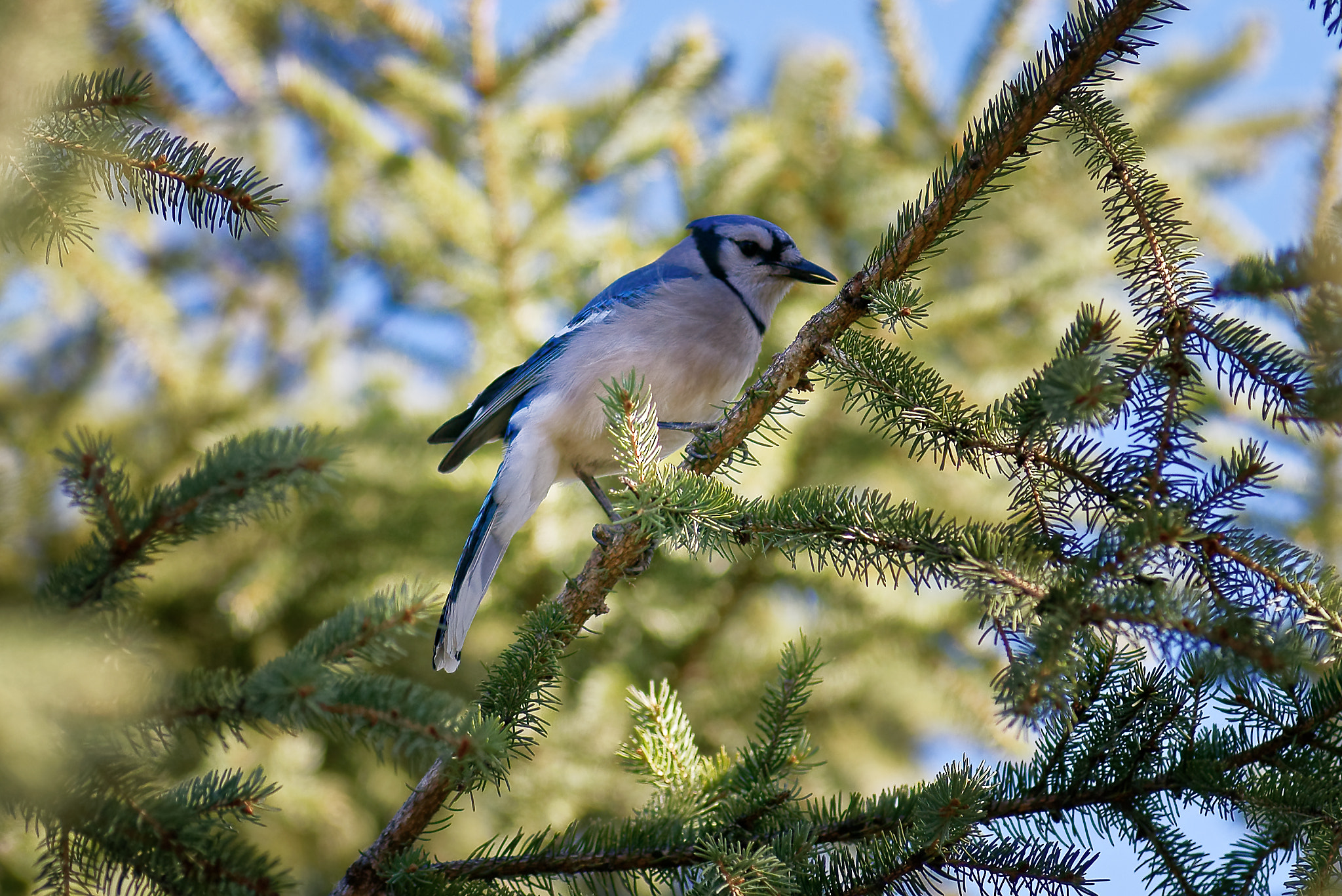 Nikon D750 + Nikon AF-Nikkor 80-200mm F2.8D ED sample photo. Blue jay photography