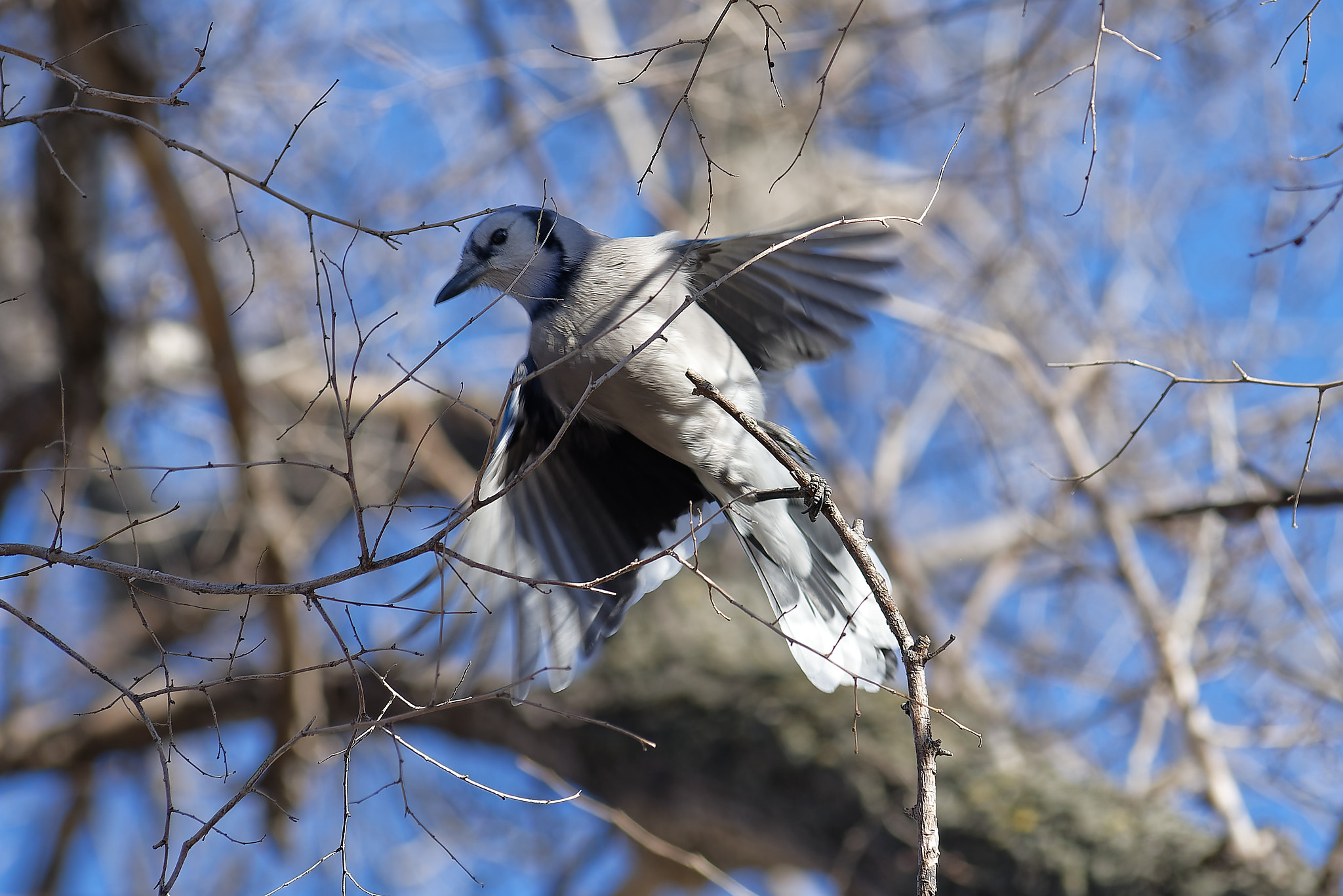 Nikon D750 + Nikon AF-Nikkor 80-200mm F2.8D ED sample photo. Blue jay photography