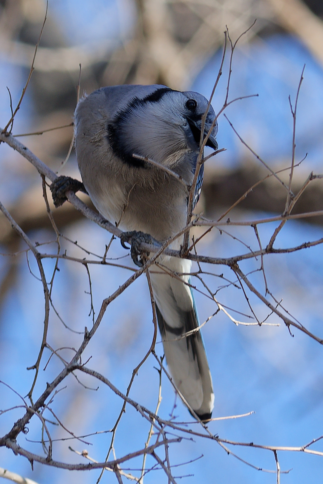 Nikon D750 + Nikon AF-Nikkor 80-200mm F2.8D ED sample photo. Blue jay photography