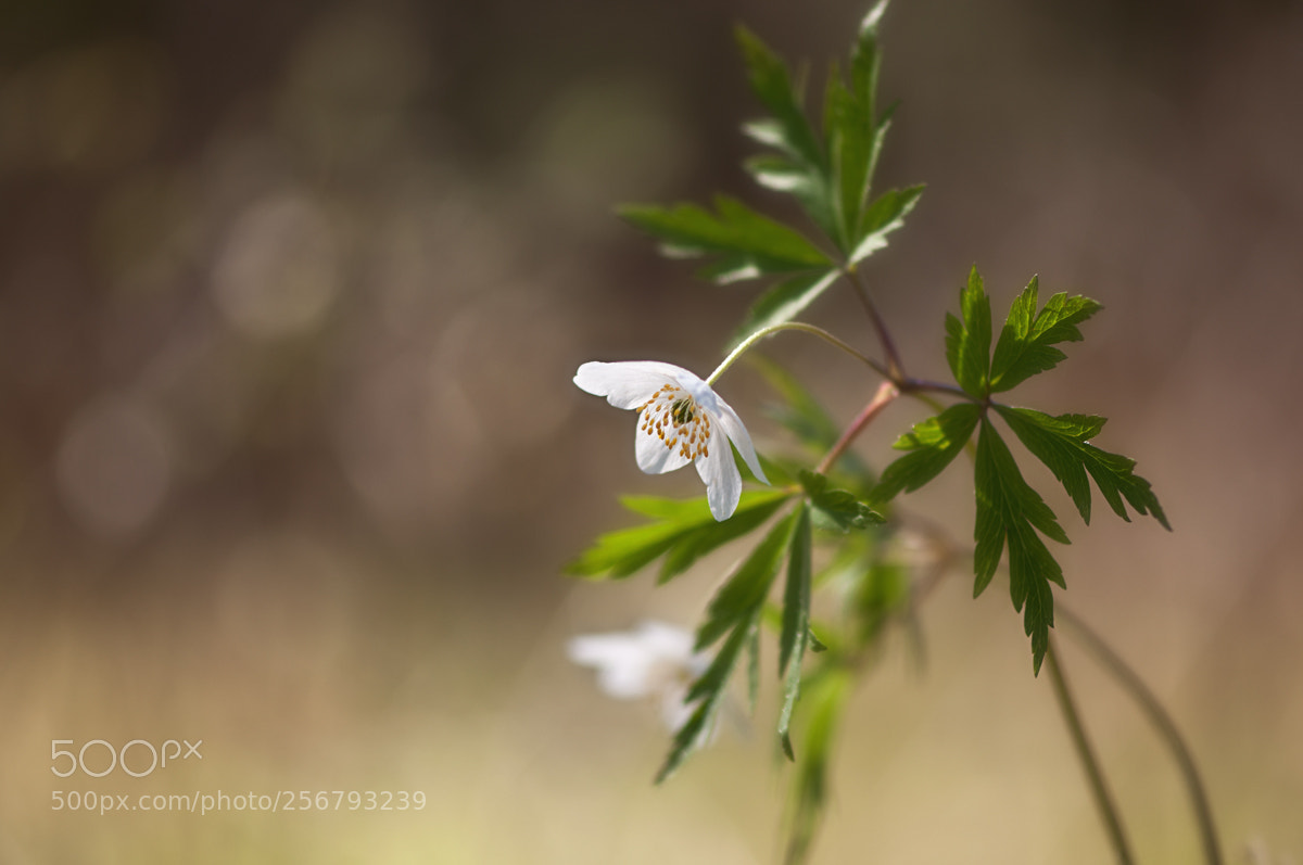 Nikon D90 sample photo. Anemone... photography