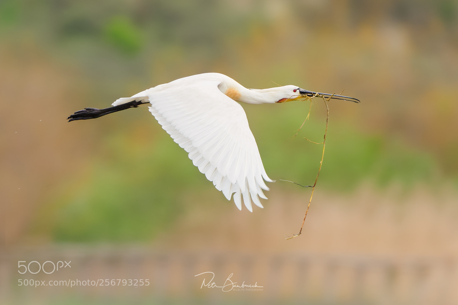 Olympus OM-D E-M1 Mark II sample photo. Eurasian spoonbill | france photography